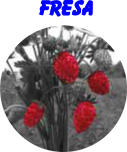 AROMA FRESA
